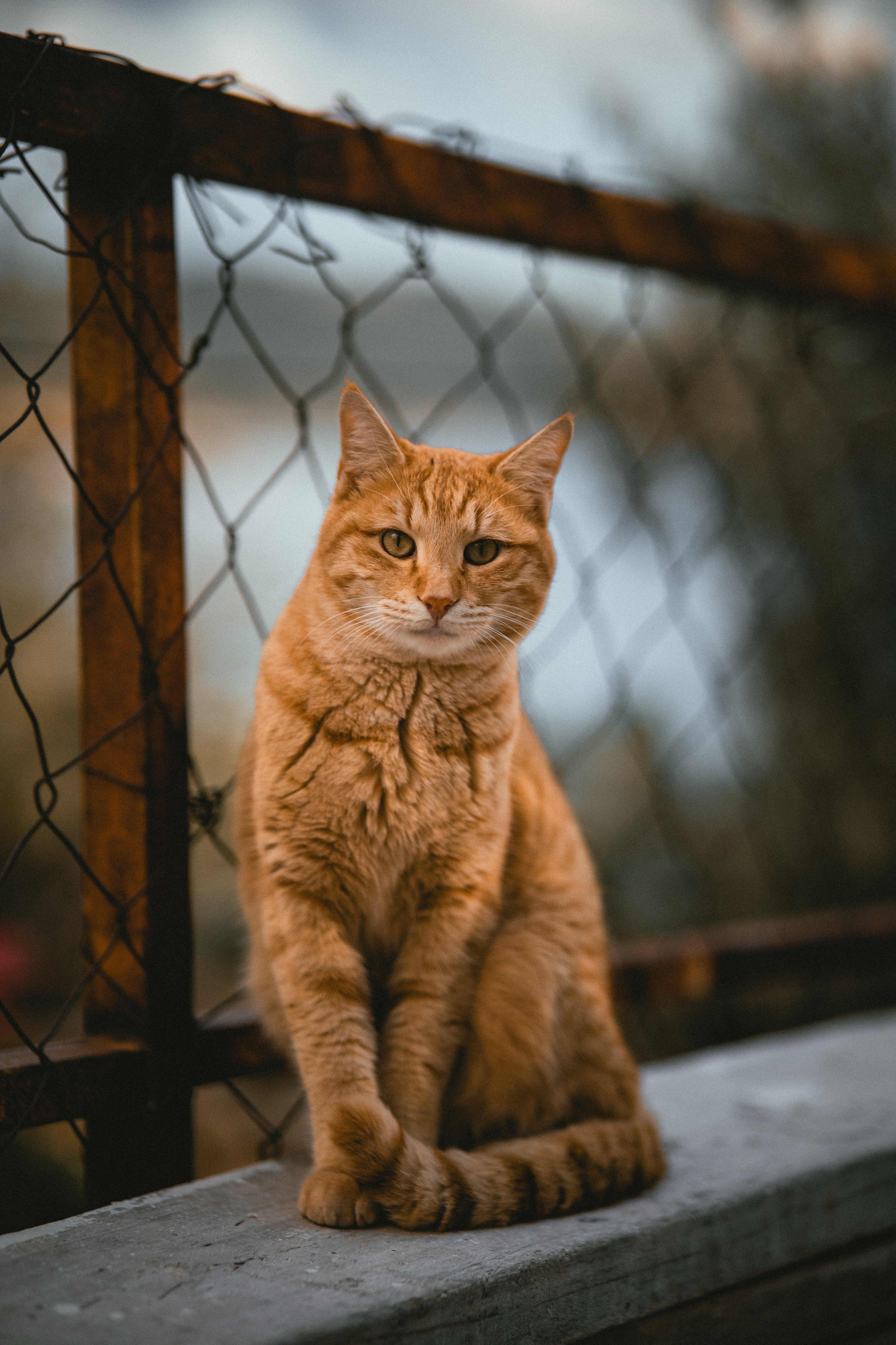 Orange tabby cat sitting with animal shelter fence behind him