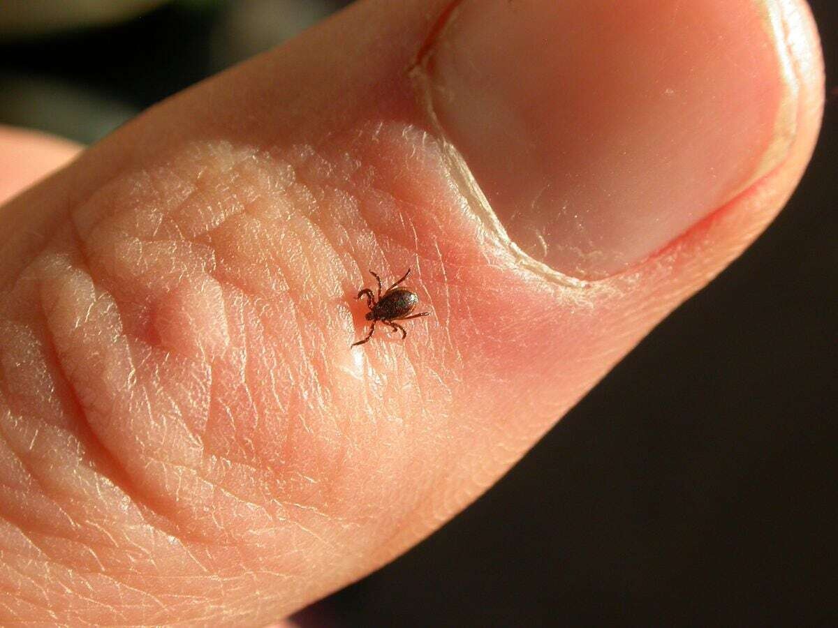 Close-up photo of a finger with a tick crawling on it.