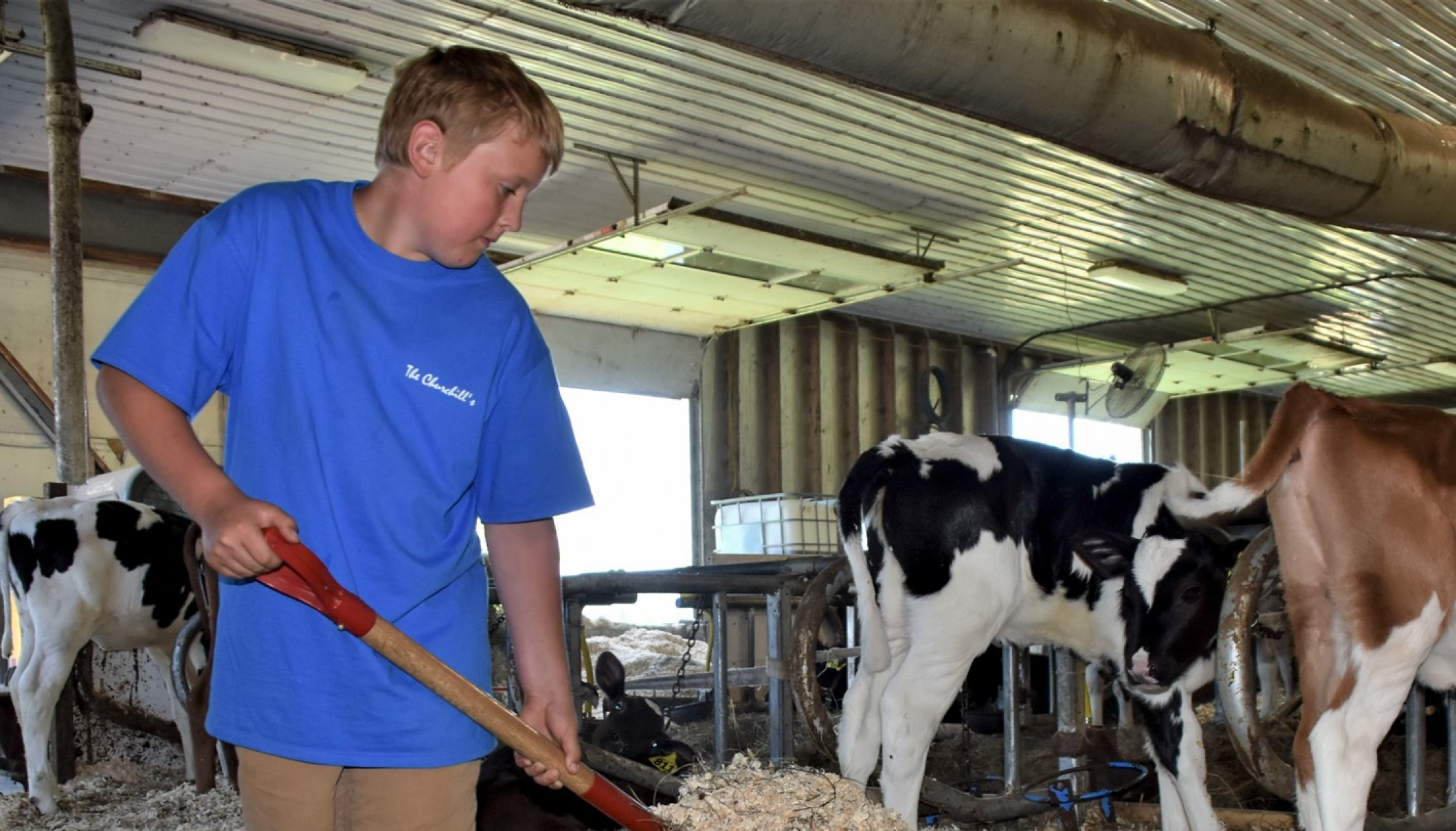 boy with cows