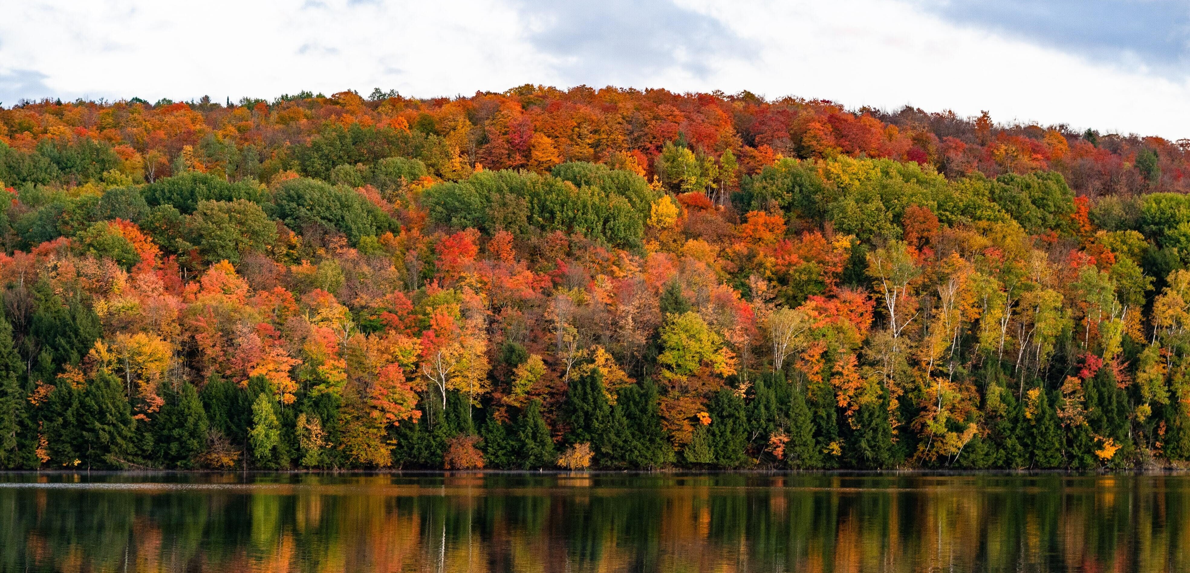 landscape of fall folliage